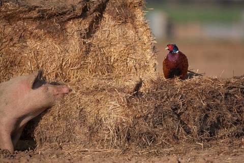 Common pheasant (Phasianus colchicus) adult male game bird on a straw bale with a pig looking on in
