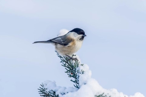 Swamp tit (Parus palustris) Marsh Tit • Baden-Württemberg, Germany, Baden-Württemberg, Federal