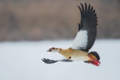 Egyptian Goose (Alopochen aegyptiaca) flying, Baden-Wuerttemberg, Germany