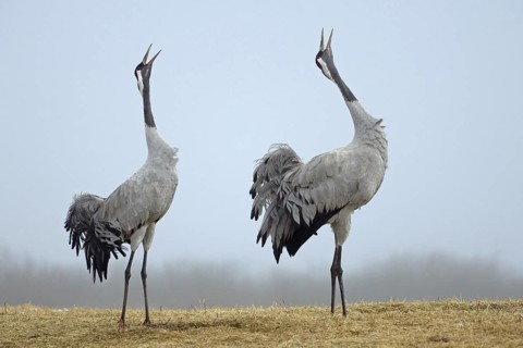 Common Crane (Grus grus) courting, Vaestergoetland, Sweden