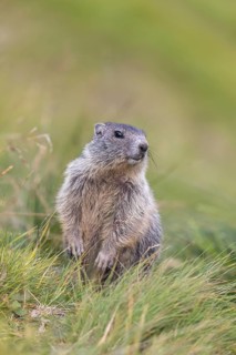 One young Alpine Marmot, Marmota marmota, sitting in high green grass, feeding on some leaves.