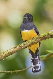 Violoceous Trogon (Trogon Violaceus) perched on a branch in Costa Rica, Central America