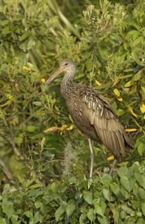 Limpkin (Aramus guarauna), Florida, USA