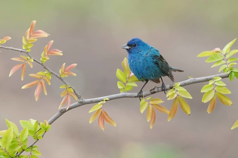 Indigo Bunting (Passerina cyanea) male perched on a branch, Texas, USA