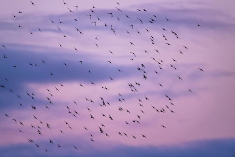 Flock of Starlings in flight at sunset over marshes, Common starling, Sturnus vulgaris