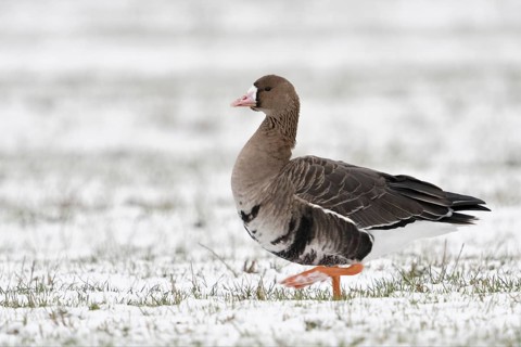 Greater White-fronted Goose (Anser albifrons) on snowy field, North Rhine-Westphalia, Germany