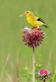 American Goldfinch, Carduelis tristis, perched on a thistle in Saskatoon