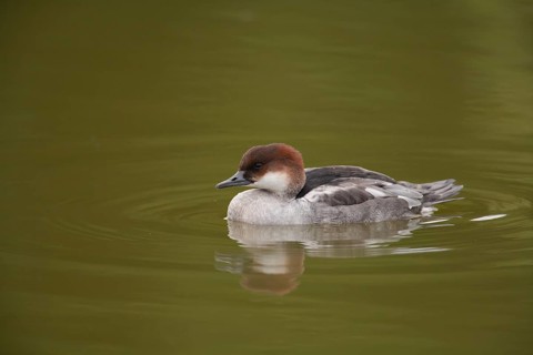 Smew (Mergellus albellus) adult female red head duck on a lake, England, United Kingdom