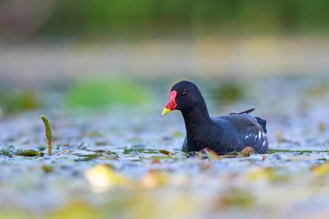 Common Moorhen (Gallinula chloropus) foraging, North Rhine-Westphalia, Germany