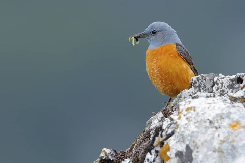 Common Rock Thrush (Monticola saxatilis) male perched on a rock with food in beak, Andalusia, Spain