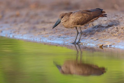 Hammerhead, Hammerhead, Hamerkop, (Scopus umbretta), Ombrette africaine, Avemartillo, Shadebird,