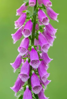 Common foxglove (Digitalis purpurea), flowering, Lower Saxony, Germany