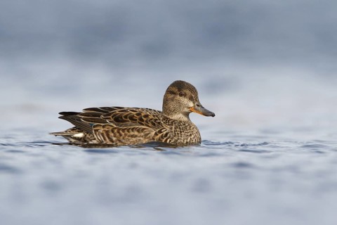 Eurasian Teal (Anas crecca) female, Utrecht, Netherlands