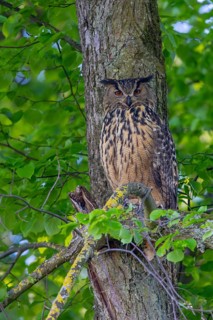 Eurasian eagle-owl, European eagle-owl (Bubo bubo) adult in broad-leaved forest in spring, showing