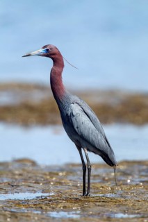 Little Blue Heron Egretta caerulea San Diego, California, United States 21 June Adult Ardeidae