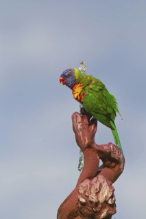 Rainbow Lorikeet (Trichoglossus moluccanus), New South Wales, Australia
