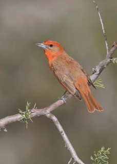 Hepatic Tanager (Piranga hepatica) male perched on a branch, Arizona, USA