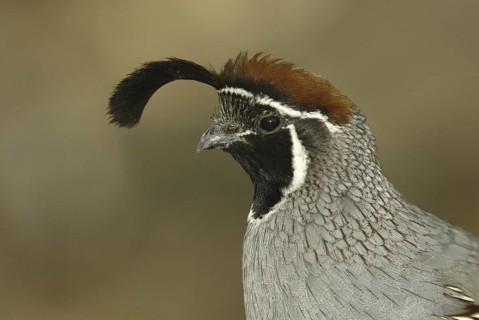Gambel's Quail (Callipepla gambelii) male, Arizona, USA