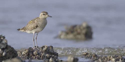 Pacific Golden Plover (Pluvialis fulva), Hongkong