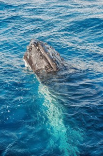 Humpback whale surfacing, Hervey Bay, Queensland, Australia