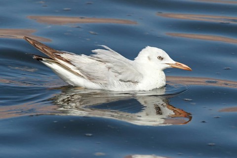 Slender-billed Gull (Chroicocephalus genei), Eilat, Israel