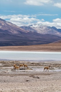 Laguna Blanca, Andean Fauna National Reserve, Eduardo Avora, Altiplano, Bolivia