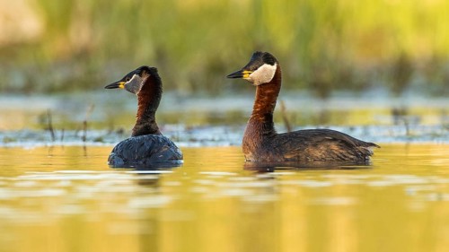 Red-necked Grebe (Podiceps grisegena) pair, Mecklenburg-Western Pomerania, Germany