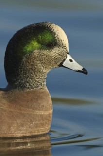 American Wigeon (Mareca americana) male, Arizona, USA