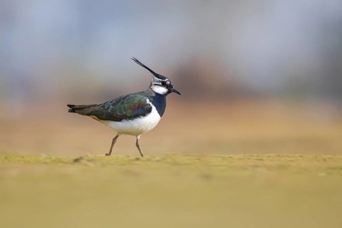 Northern Lapwing (Vanellus vanellus) male, North Rhine-Westphalia, Germany