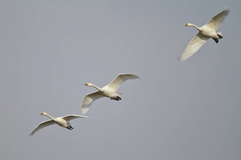 Whooper Swan (Cygnus cygnus) group flying, North Rhine-Westphalia, Germany