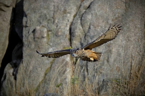 Europäischer Uhu, lat. Bubo bubo, fliegt vor einer Felswand