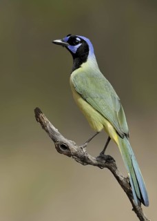 Green Jay (Cyanocorax luxuosus), Texas, USA