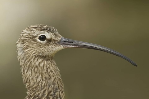 Eurasian Curlew (Numenius arquata), Norfolk, United Kingdom