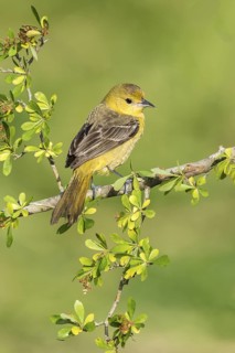 Orchard Oriole (Icterus spurius) female perched on a branch, Texas, USA