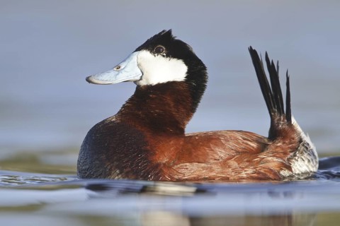 Ruddy Duck (Oxyura jamaicensis), British Columbia, Canada