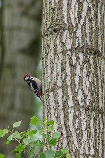 Great Spotted Woodpecker (Dendrocopos major) female, Netherlands