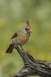 Northern Cardinal (Cardinalis cardinalis), Texas, USA