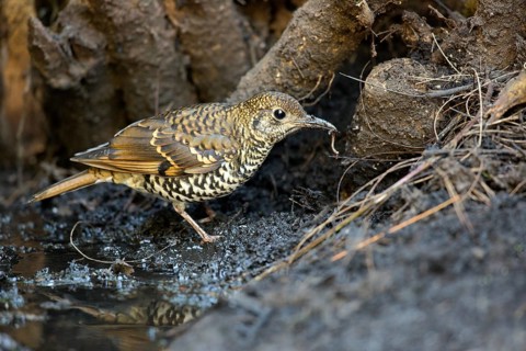 Nilgiri Thrush (Zoothera neilgherriensis) with worm in beak, Kerala, India