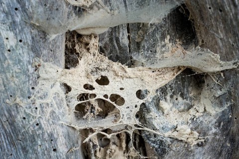 Spider's webs