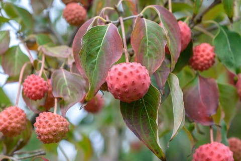 Flowering dogwood (Cornus kousa var. chinensis), Bundessortenamt Prüfstelle Marq, Germany