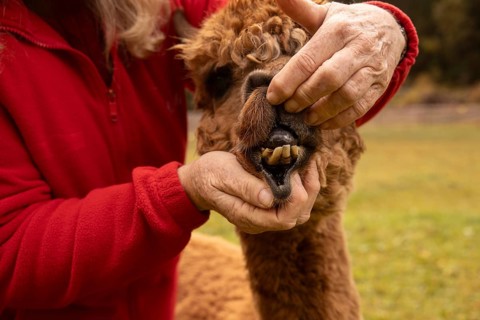 A cropped unrecognizable woman carefully examines the teeth of a brown alpaca in the lush Austrian
