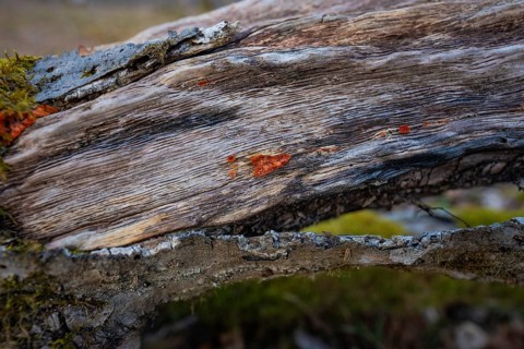 Close-up of weathered wood with moss and bark, forest pasture compensation project for Hermann