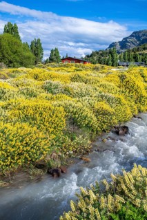 Large bushes of yellow flowering lupines on the banks of a torrent, behind a red wooden house at