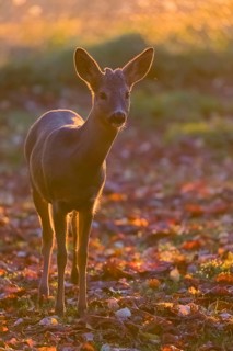 One female Roe Deer, (Capreolus capreolus), stands on a meadow in strong backlight