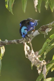 Opal-rumped Tanager (Tangara velia) perched on a branch in Ecuador, South America