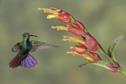 Green-breasted Mango (Anthracothorax prevostii), Costa Rica