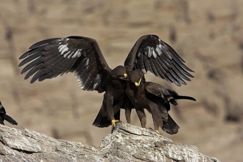 Greater Spotted Eagle (Clanga clanga) flying, Oman