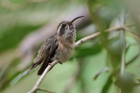 Scale-throated Hermit (Phaethornis eurynome) perched on a branch in the Atlantic rainforest of