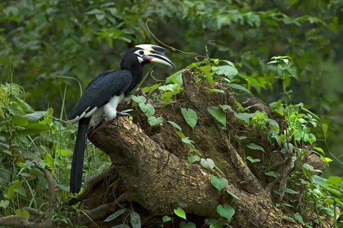 Oriental Pied Hornbill (Anthracoceros albirostris) male, Darjeeling, India