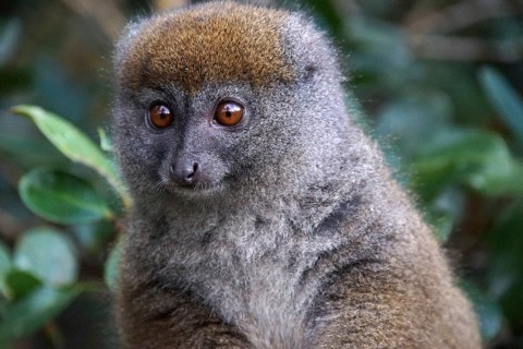 Lemur, Madagascar, Bamboo lemur, Halbmaki, Hapalemur, National Park, Madagascar